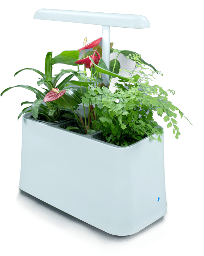 Flowerpot (709x852), Png Download