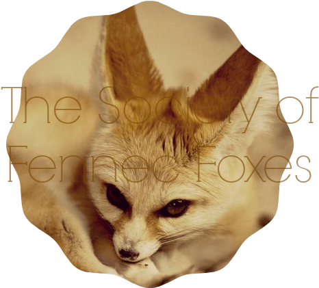 Fennec Fox Society Banner - Small Dogs That Looks Like A Fox (600x450), Png Download