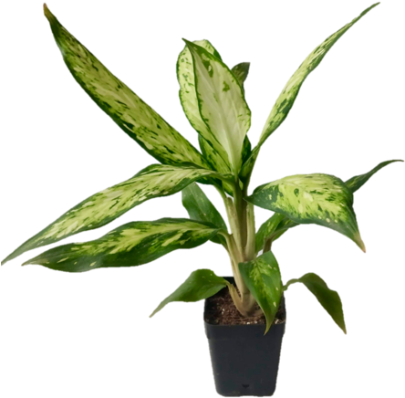 Dieffenbachia 'leopard Lily' Indoor Plant - Dumb Canes (453x480), Png Download