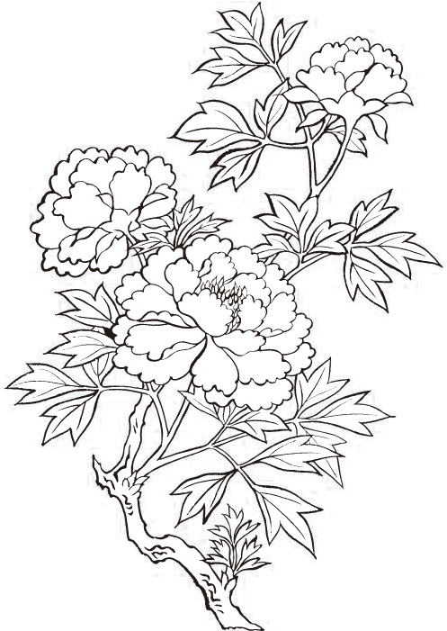 Peony Drawing Flower Painting - Peony Drawing Transparent (700x700), Png Download