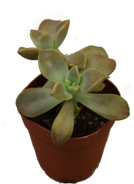 Mini Succulent (1000x667), Png Download
