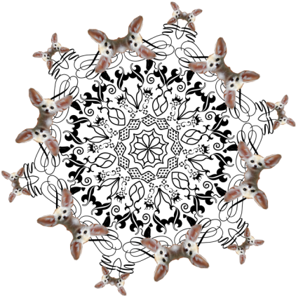 Fennec Fox Mandala - Circle (800x450), Png Download