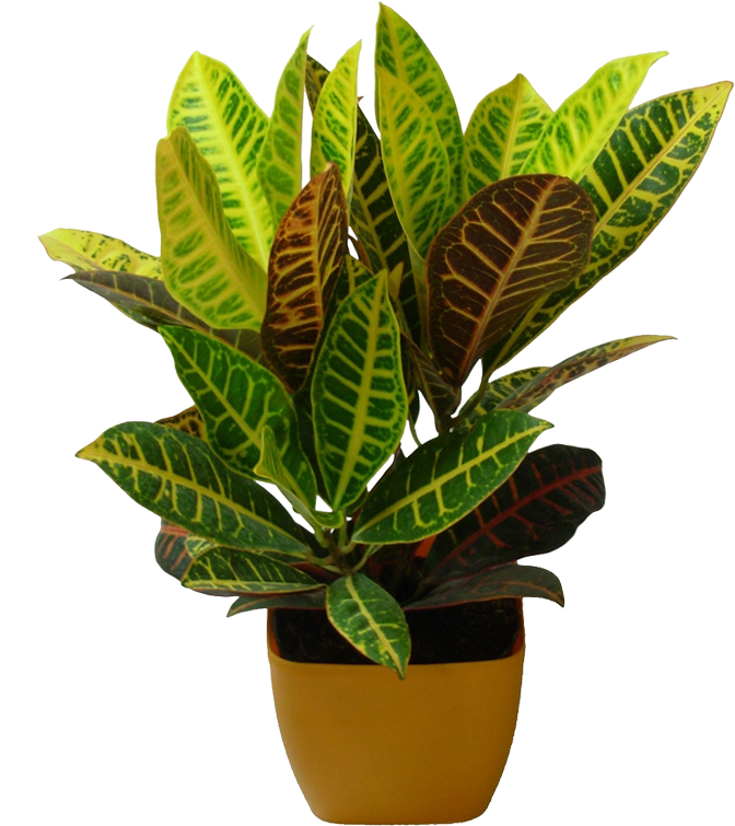 Indoor Plants - Plant Nursery Png (806x806), Png Download