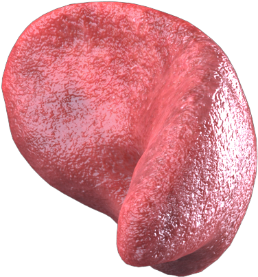 Guts 360 Pancreas Solo 299-copy - Adirondack Blue Potato (839x749), Png Download
