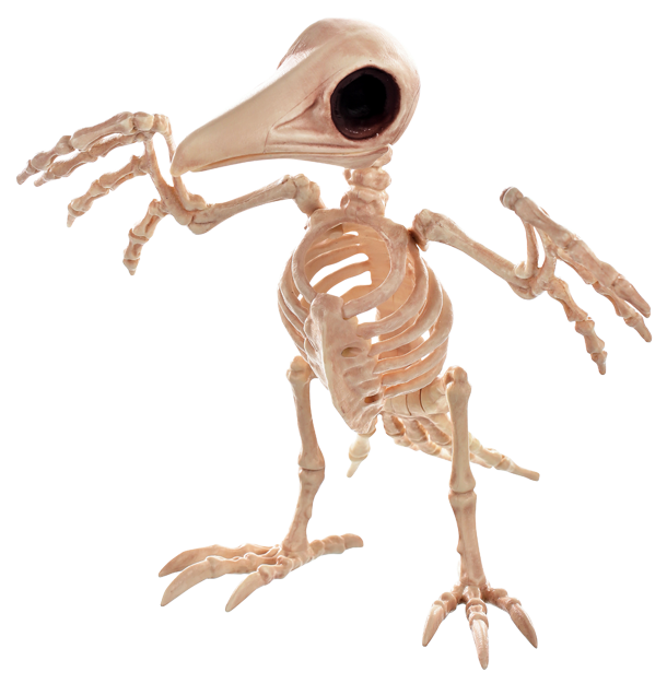 Creepy Raven - Skeleton (640x650), Png Download