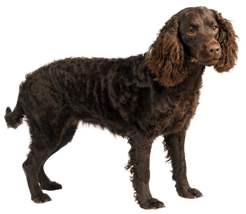 American Water Spaniel - Flush Dogs For Quail Hunting (567x489), Png Download