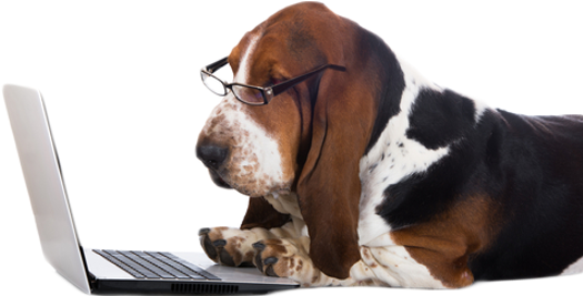 Billings All Breed Dog Boarding Kennels & Gun Dog Training - Like Facebook Dog (677x433), Png Download