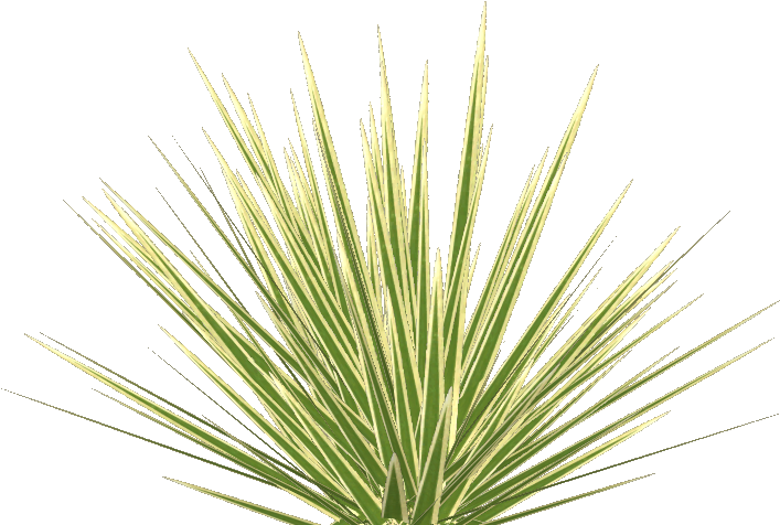 Phormium Tenax 3 - Illustration (706x706), Png Download