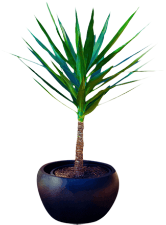 Spineless Yucca Plant - Spineless Yucca (480x480), Png Download