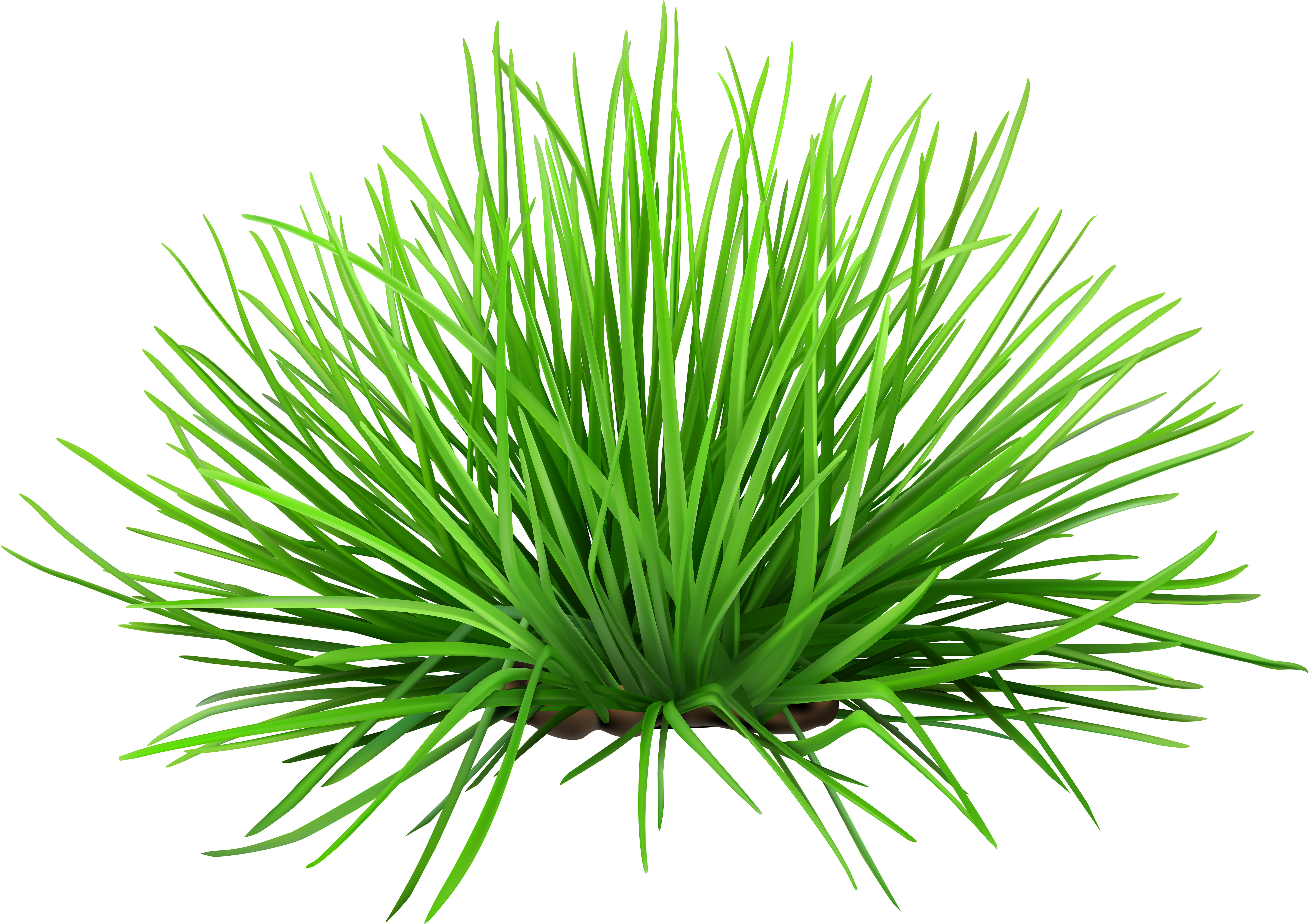 Yucca Png (5000x3526), Png Download