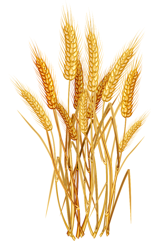 Vector Free E Ad F Png Scrap Pinterest - Wheat Png (503x800), Png Download