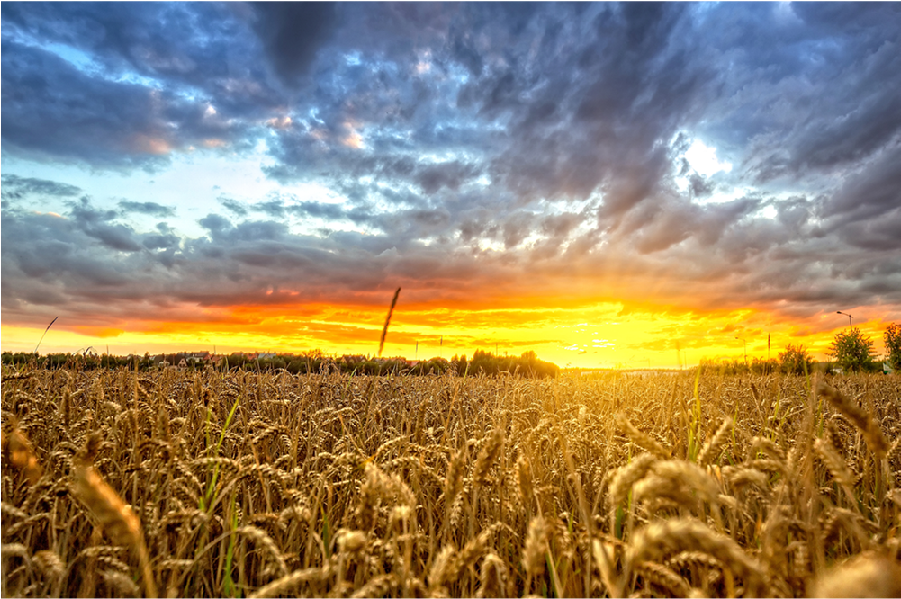 Polish Wheat Field At Sunset - Wheat (1000x1000), Png Download