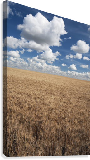 Wheat Field And Clouds In The Sky Canvas Print - Posterazzi Dpi1867165 Wheat Fi (289x511), Png Download