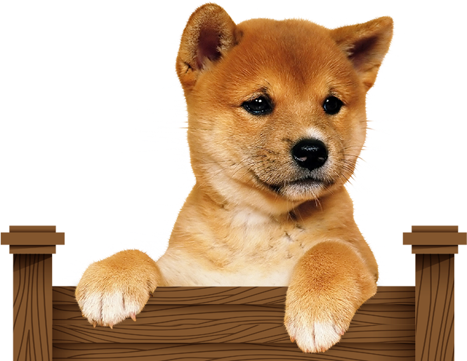 Png Freeuse Download Honden Tips Zorg Training Nederlandse - Alisister Cute Unisex Sweatshirt 3d Print Dogs Graphic (1160x513), Png Download