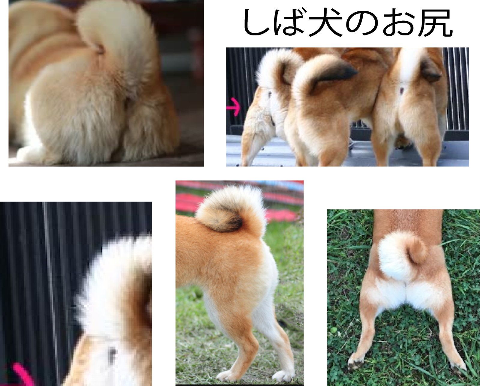 Shiba Inu - Dog (1600x1287), Png Download
