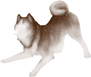 Sable - Norwegian Elkhound (475x538), Png Download