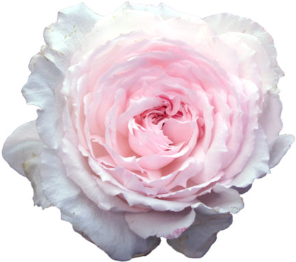 Collage Stickers Tumblr - Pink Flowers Tumblr Stickers (500x500), Png Download