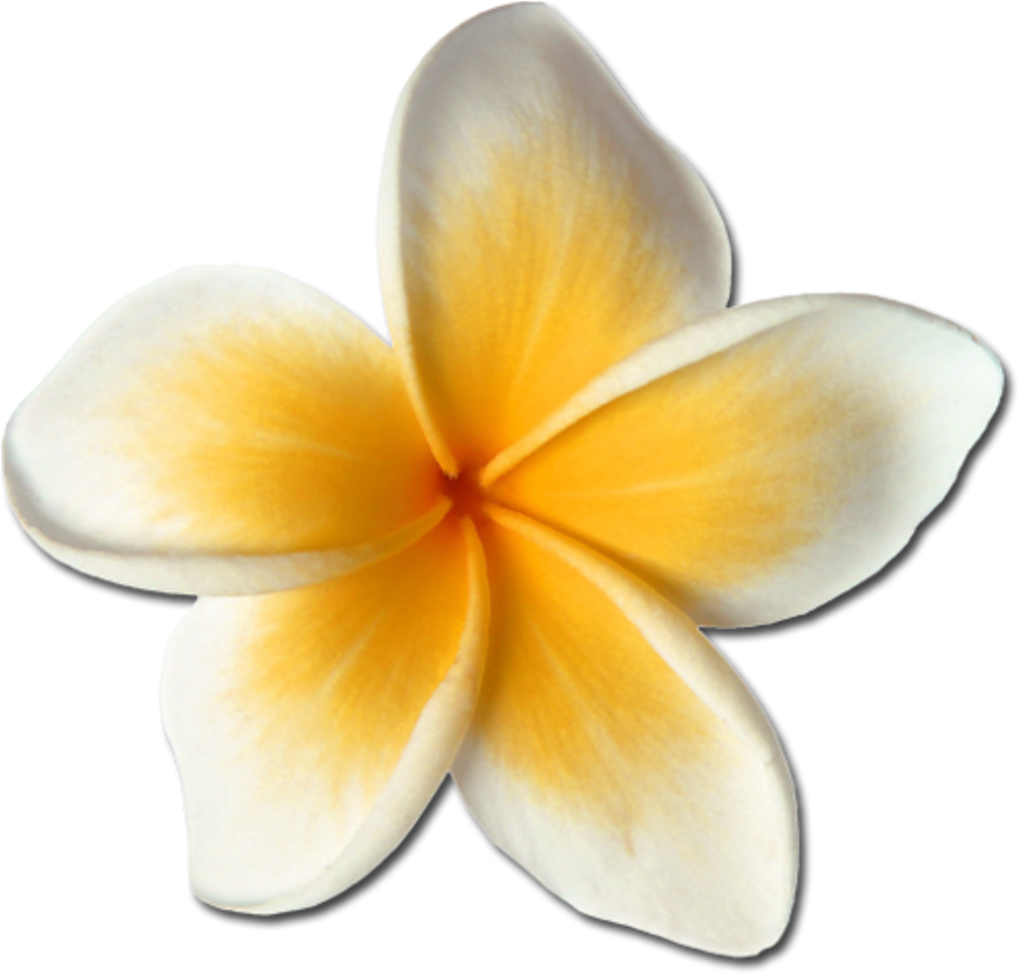 Plumeria Hawaiianflowers Hawaiianstyle Hawaiianlife - Frangipani (1024x1024), Png Download