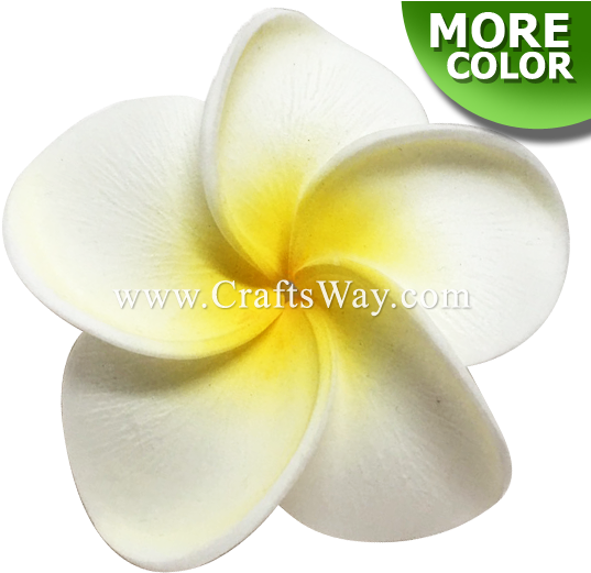 Plumeria Type Ha - Frangipani (550x533), Png Download