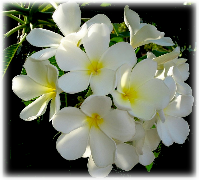Plumeria Wipa Delight - Frangipani (640x578), Png Download