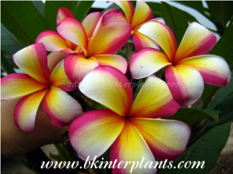 Frangipani (460x440), Png Download