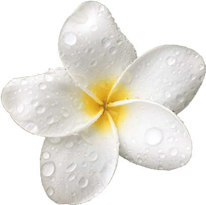 Maui - Frangipani (480x640), Png Download