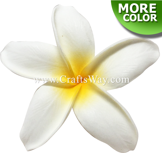 Plumeria Type Gu - Frangipani (550x533), Png Download