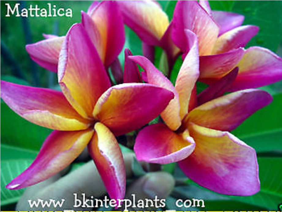 Plumeria " Mattalica " - Frangipani (920x880), Png Download