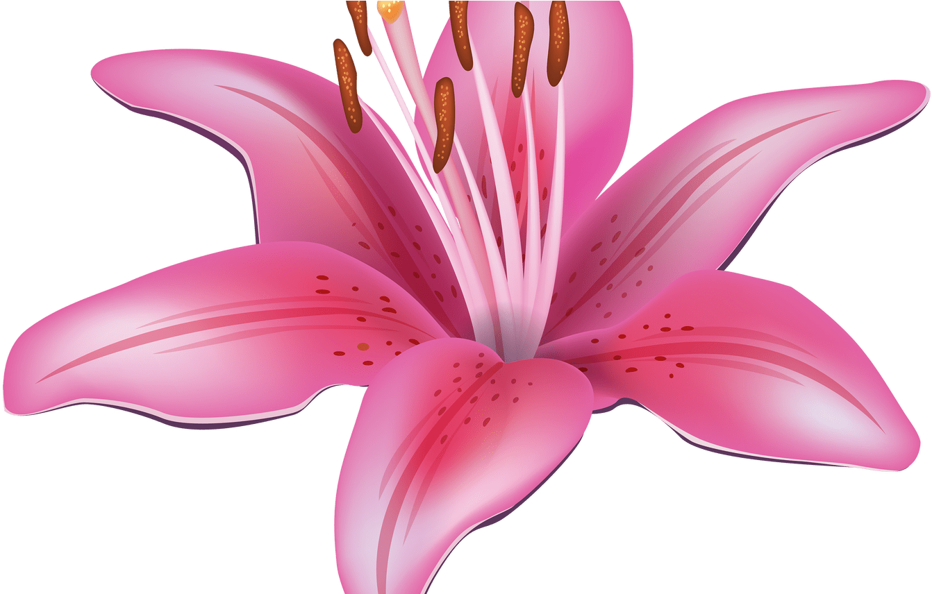 Pink Lily Flower Png Clipart Best Web Clipart - Lilies Clipart (1368x855), Png Download