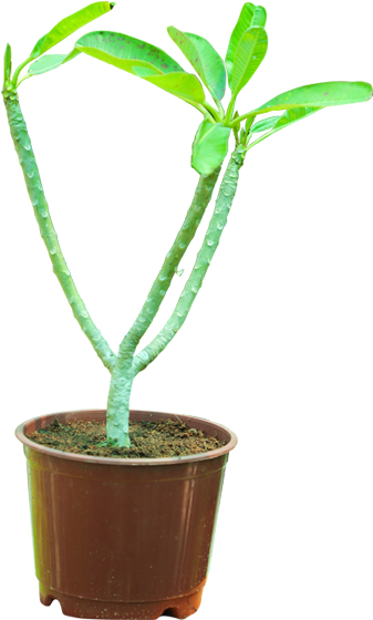 Frangipani (600x600), Png Download