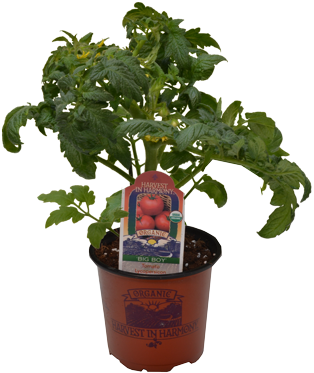 Costa Farms Ficus Bonsai In 6 In. Plastic Pot With (375x375), Png Download