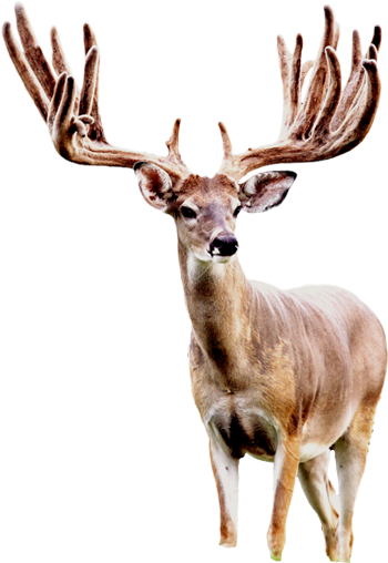 Rock Creek Ranch Offers Guided Hunting For Whitetail - Seneca White Deer (350x508), Png Download