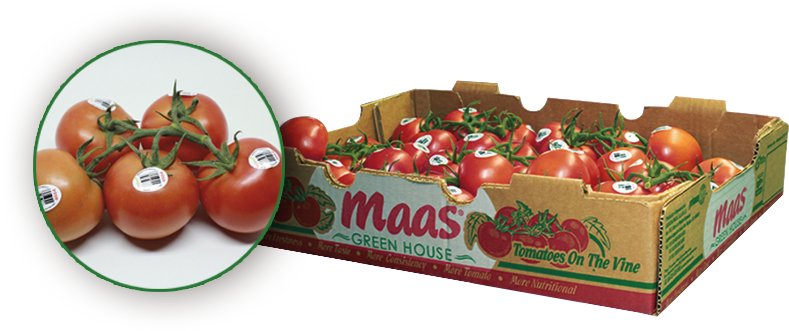 Tomatoes On The Vine - Plum Tomato (947x375), Png Download