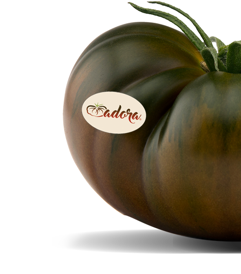 Tomato Adora - Tomato (800x800), Png Download