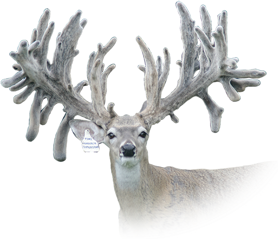 Rw Trophy Ranch Texas Whitetail Deer Breeding Terrell - Rw Trophy Ranch Ltd (555x522), Png Download