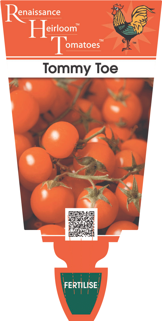 Tomato Heirloom 'tommy Toe' - Heirloom Tomato (600x1142), Png Download