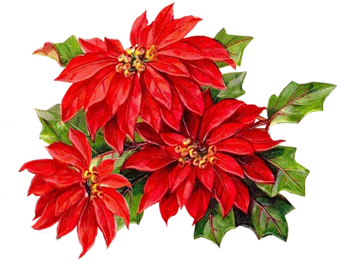 Poinsettia, Poinsettia Flower - Imagens De Natal E Ano (499x403), Png Download