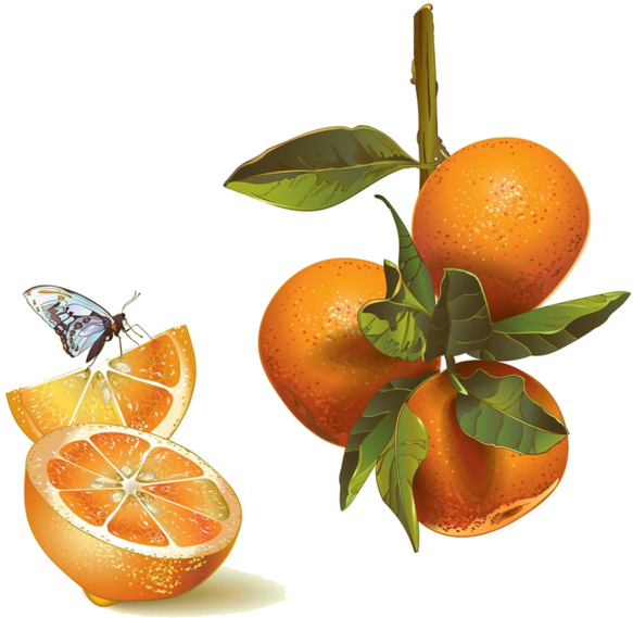 Fruit Et Legumes - Mandarin Orange (600x598), Png Download