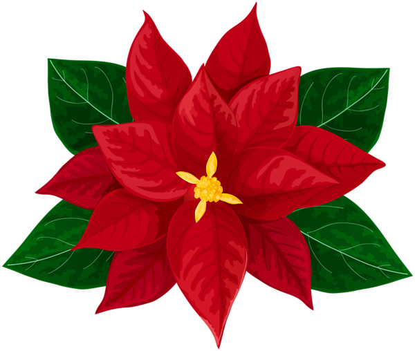 Poinsettia Transparent Beautiful Clipart Royalty Free - Transparent Background Poinsettia Clipart (600x508), Png Download