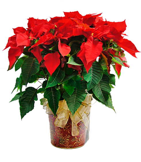 Poinsettia In Paisley - Beautiful Flower Clip Art (600x600), Png Download