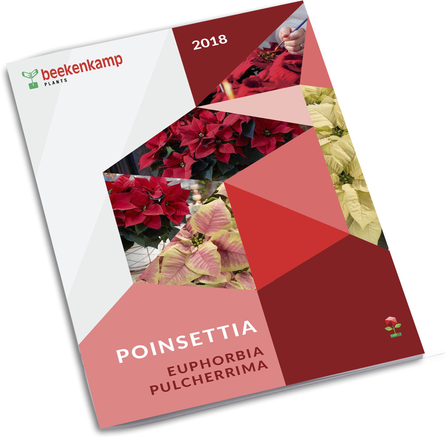 Poinsettia (3000x2000), Png Download