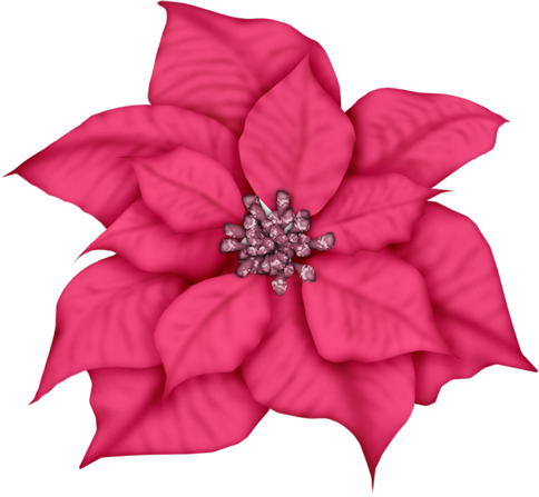 Christmas, Poinsettia, Holly Stock Photo - Blue Poinsettia Clipart (484x447), Png Download