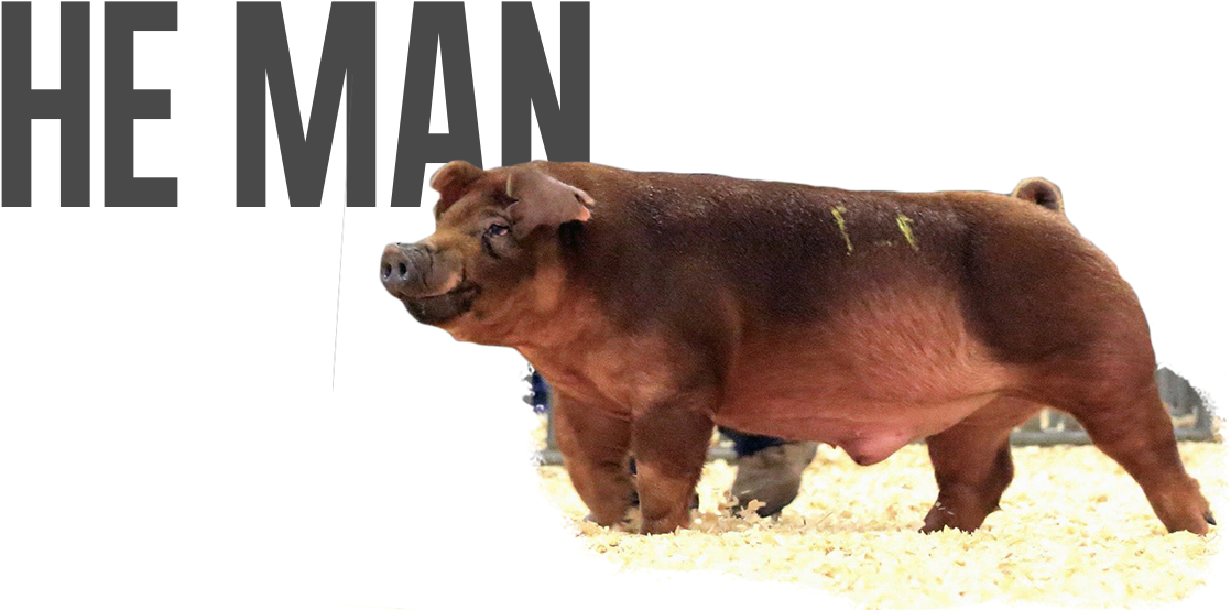 He-man - Saying T-shirt (1131x576), Png Download