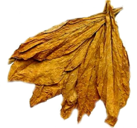 Transparent Leaf Tobacco - Tobacco Plant Leaves Dried (441x440), Png Download