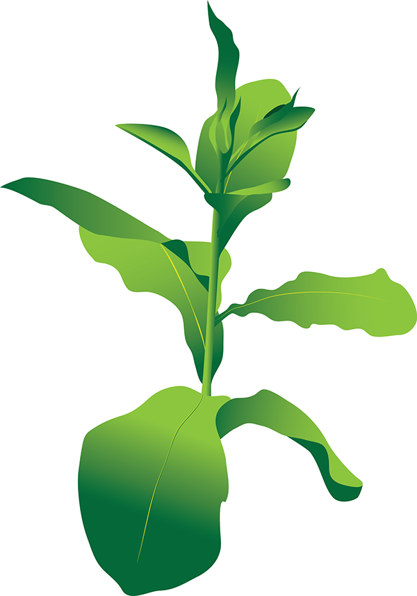Tobacco Plant Png (600x857), Png Download