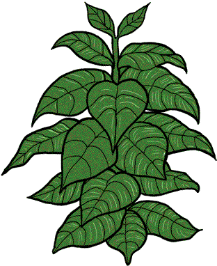 Download Tobacco Plant Png - Tobacco Plant Clipart - HD Transparent PNG ...