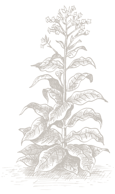 Chasmanthe (394x656), Png Download