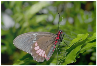 Red (400x400), Png Download