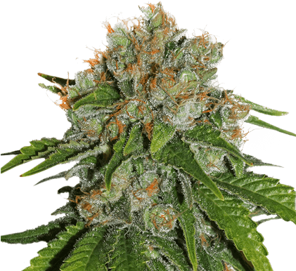 Amnesia By Seeds Stockers - White Skunk Automatic (420x420), Png Download