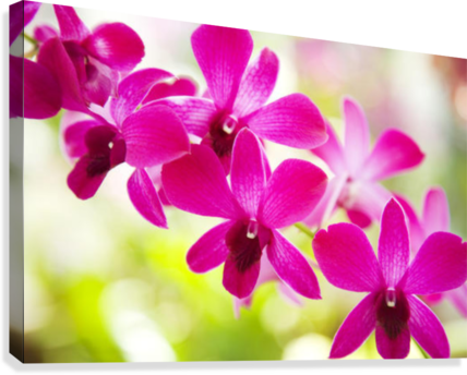 Hawaii, Closeup Of Orchid Lei - Printscapes Wall Art: 18" X 12" Canvas Print With Black (428x344), Png Download